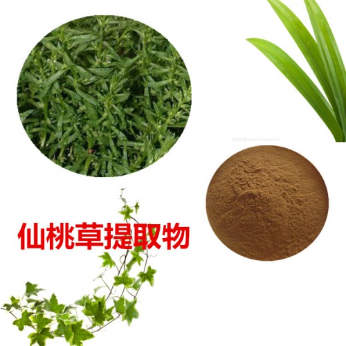 仙桃草提取物   仙桃草粉 仙桃草速溶粉 仙桃草浸膏粉