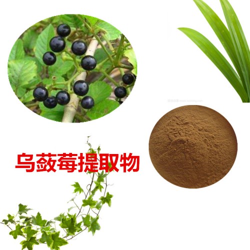 烏蘞莓提取物 烏蘞莓粉 烏蘞莓速溶粉 烏蘞莓浸膏粉