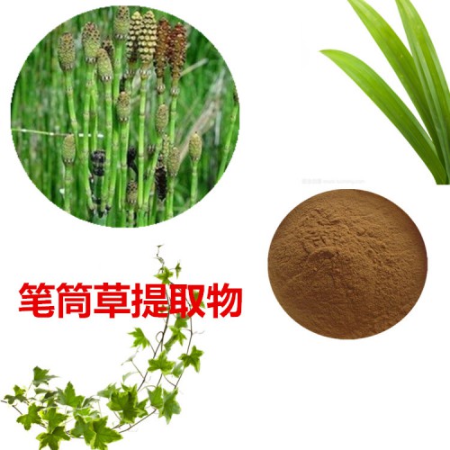 筆筒草提取物   筆筒草粉 筆筒草速溶粉  筆筒草浸膏粉