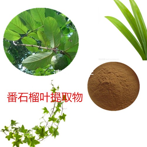 番石榴葉提取物   番石榴葉粉 番石榴葉速溶粉