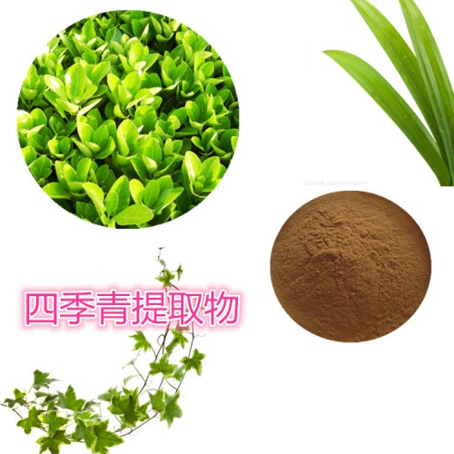 四季青提取物  四季青粉 四季青速溶粉 四季青浸膏粉