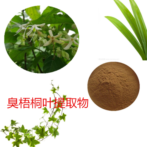 臭梧桐葉提取物   臭梧桐葉速溶粉  臭梧桐葉浸膏粉