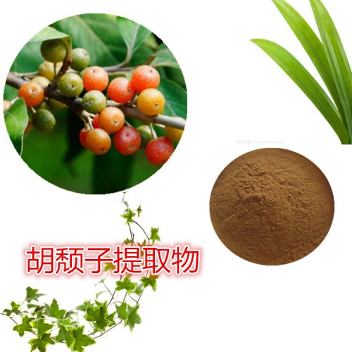 胡頹子提取物/金邊龍舌蘭提取物 金邊龍舌蘭浸膏