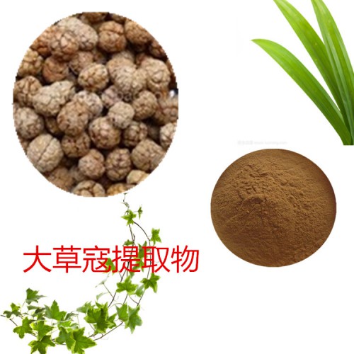 大草寇提取物 大草寇粉 大草寇速溶粉 大草寇浸膏粉
