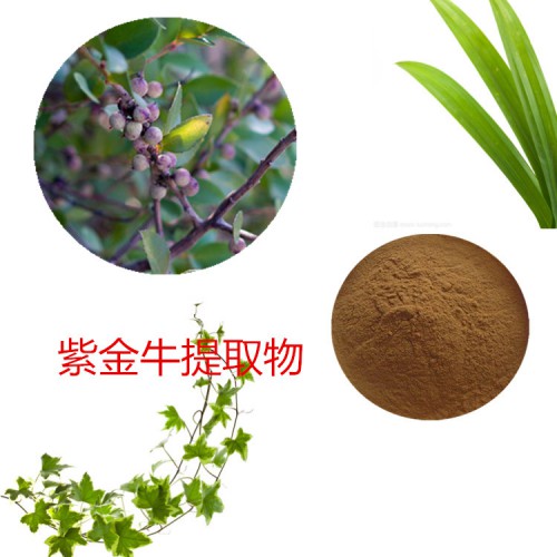 紫金牛提取物 紫金牛粉 紫金牛速溶粉 紫金牛浸膏粉