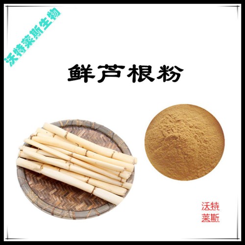 鮮蘆根粉 鮮蘆根提取物  鮮蘆根浸膏 鮮蘆根提取液