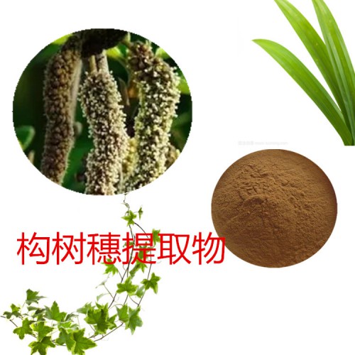 構樹穗浸膏 構樹穗提取液 構樹穗提取物  構樹穗粉