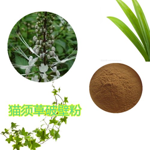 貓須草粉 貓須草提取物 貓須草破壁粉 貓須草浸膏