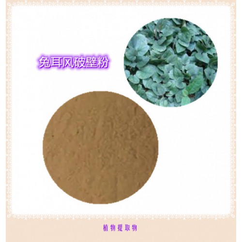 兔耳風提取物 兔耳風浸膏  兔耳風粉 兔耳風破壁粉