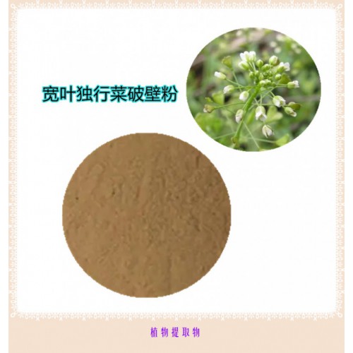 寬葉獨行菜粉  寬葉獨行菜浸膏 寬葉獨行菜提取液