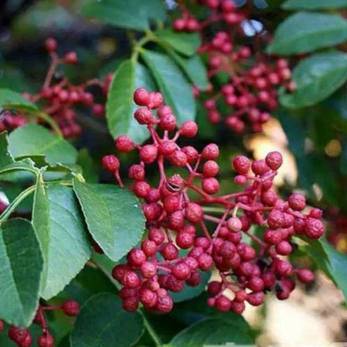 花椒苗 花椒苗基地 大紅袍花椒苗