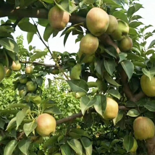 梨樹苗 種植梨樹苗 梨樹苗基地