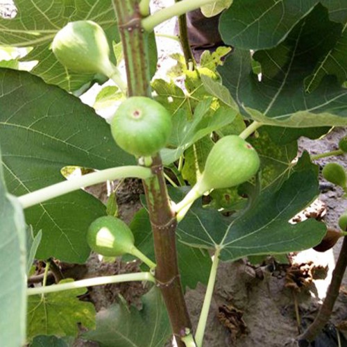 無花果苗 無花果苗基地 無花果苗種植