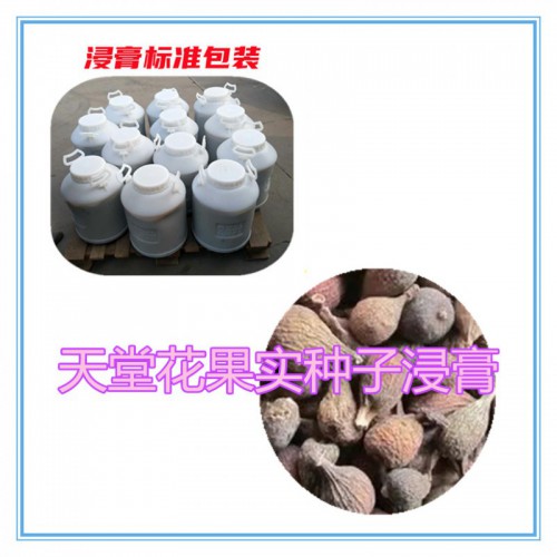 天堂花果實種子提取物 天堂花果實種子浸膏