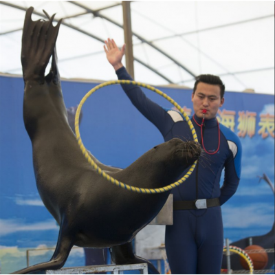 海獅表演出租 展覽館海獅頂球表演 海洋動(dòng)物展覽出租