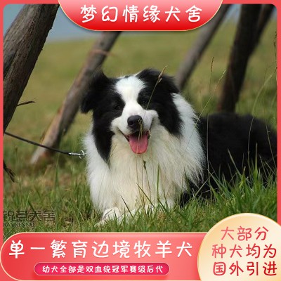 邊牧 邊牧犬 邊牧幼犬 邊牧價(jià)格