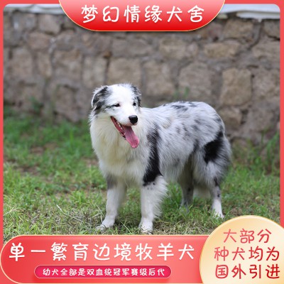 純種邊牧 純種邊牧價(jià)格 純種邊牧犬舍