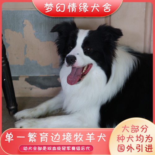 邊境牧羊犬 邊境牧羊犬價格 邊境牧羊犬幼犬