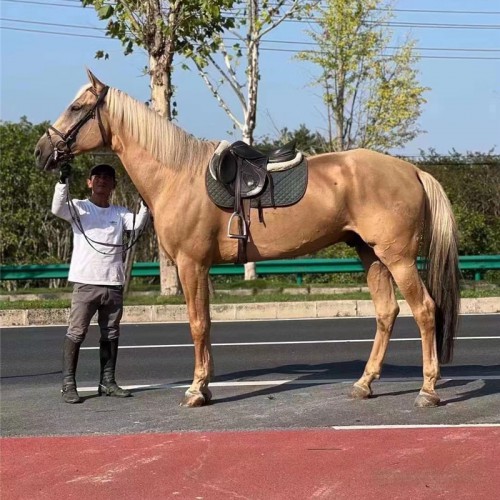 宏圖馬場(chǎng) 戶外騎乘大馬 純血統(tǒng)馬 大型馬 賽馬 馬匹 馬