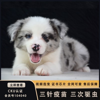 北京邊境牧羊犬狗舍