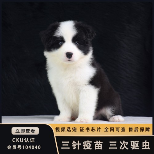 純種隕石邊境牧羊犬