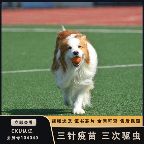 棕白色邊境牧羊犬